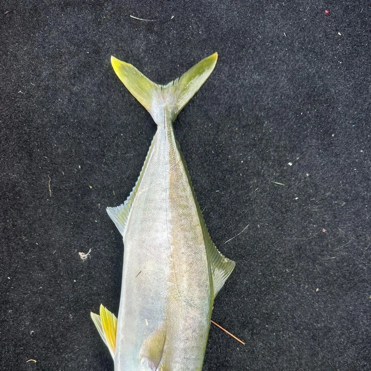 The most recent Southern yellowtail amberjack catches on Fishbrain