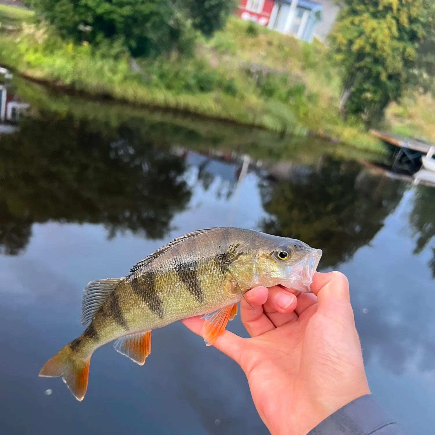 European perch caught on Fishbrain