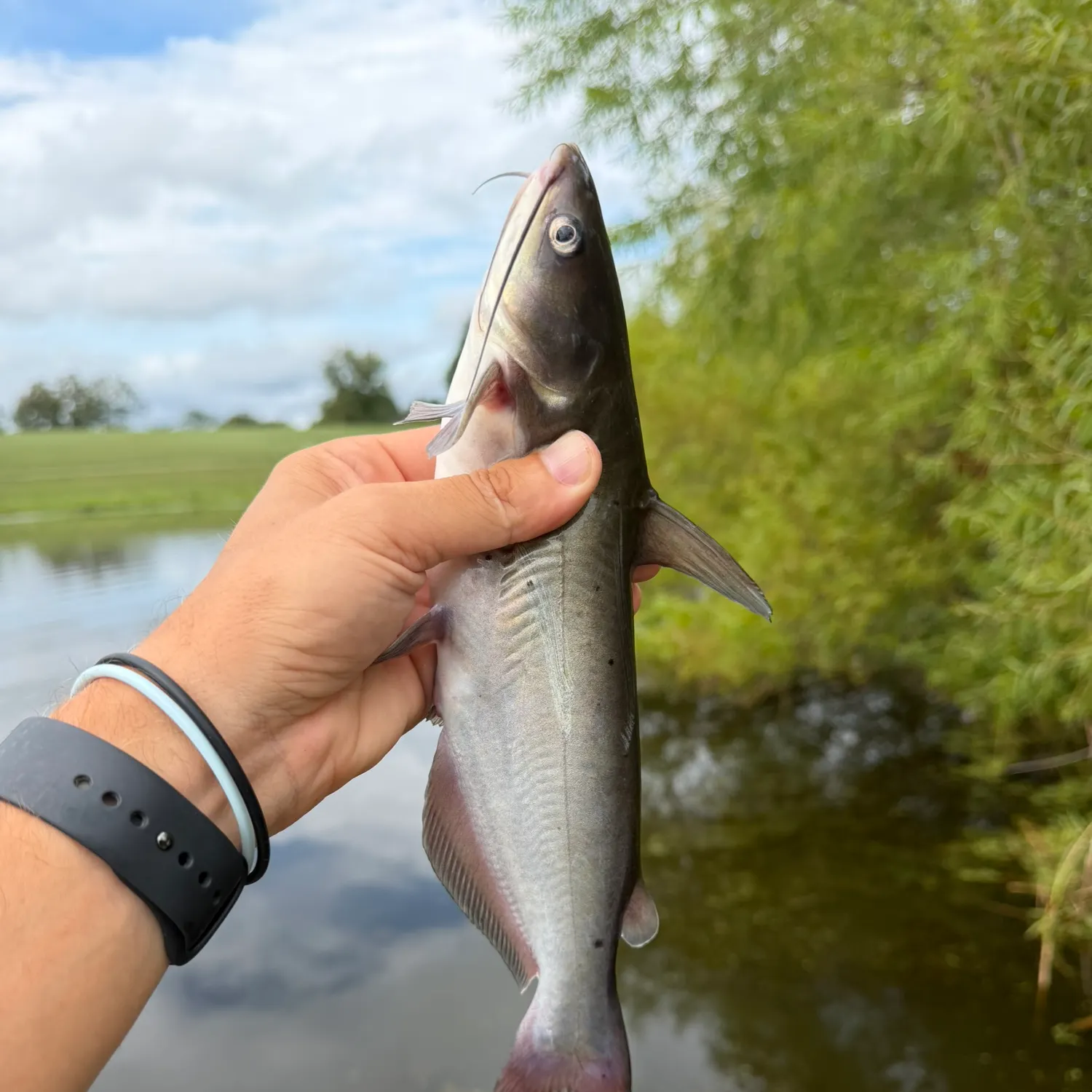 Channel catfish caught on Fishbrain