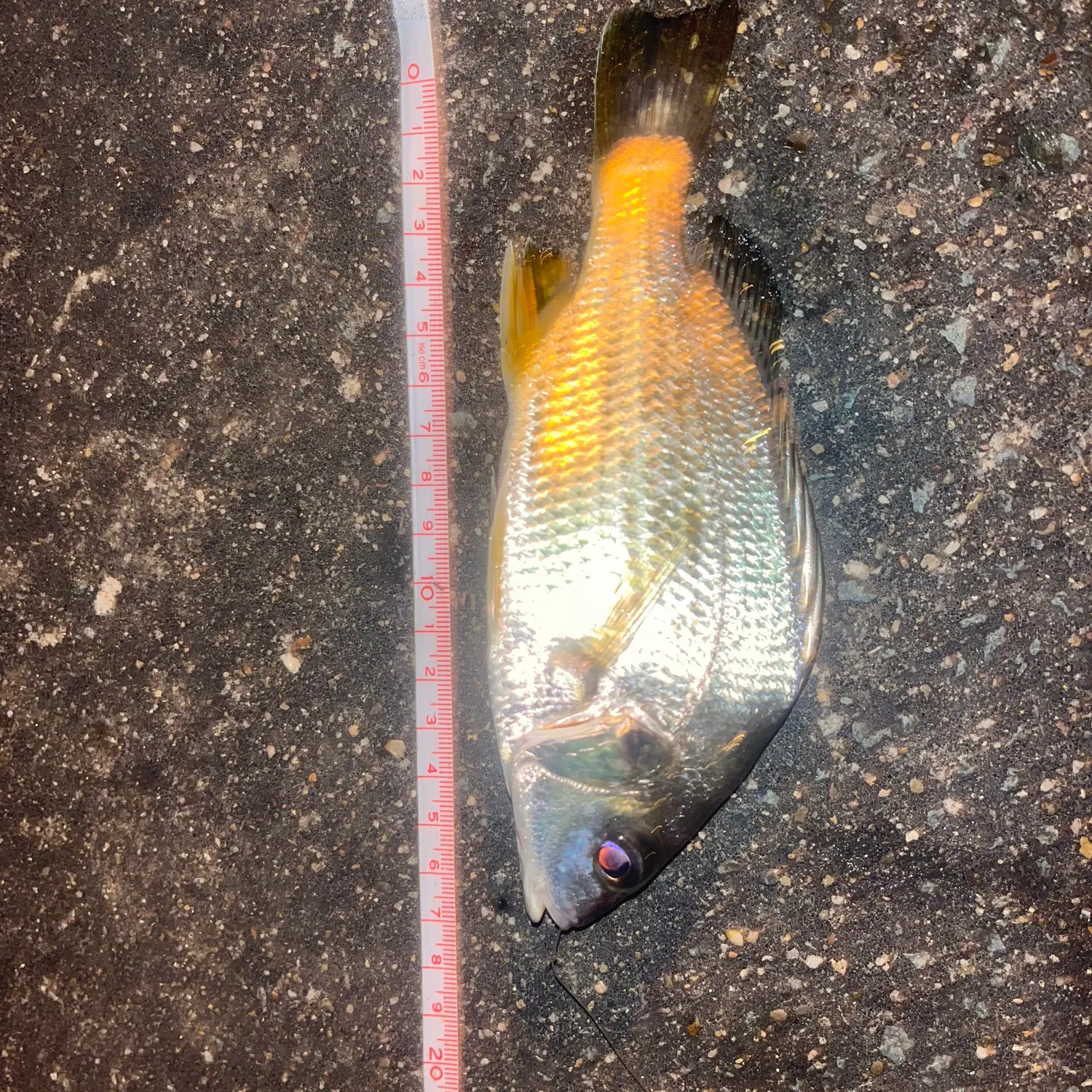 The most recent Surf bream catches on Fishbrain