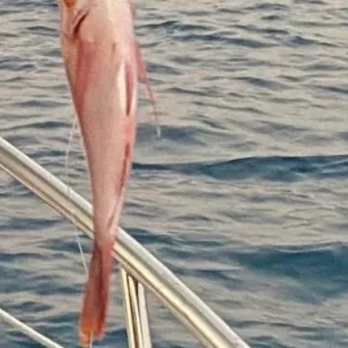 The most recent Emperor red snapper catches on Fishbrain