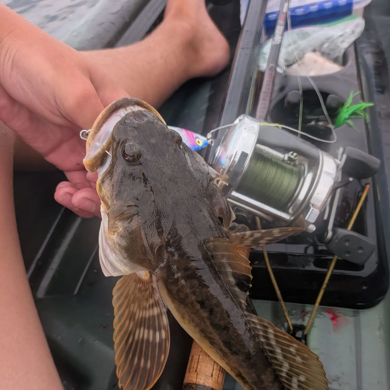The most recent Pacific staghorn sculpin catches on Fishbrain