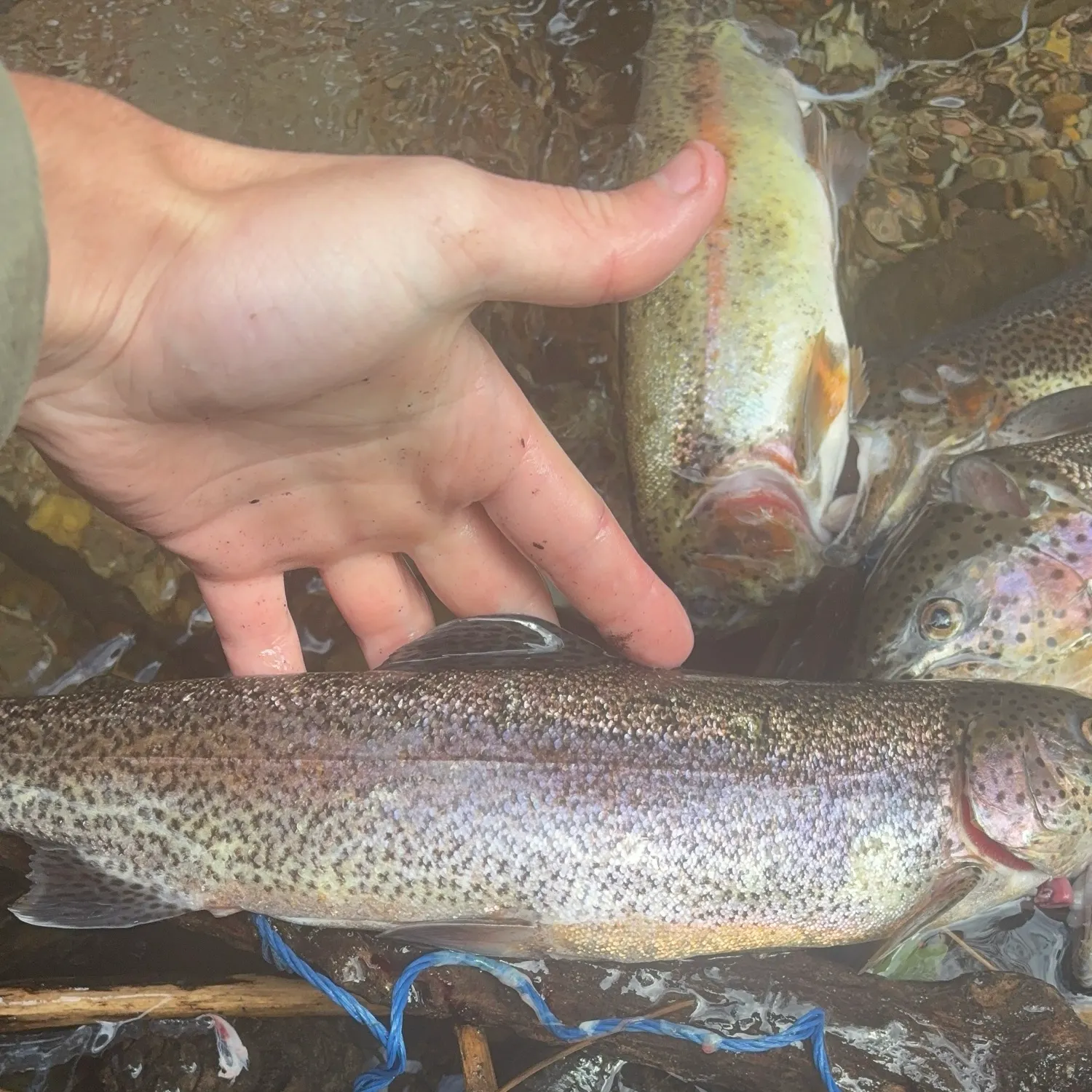 Fish caught on Fishbrain