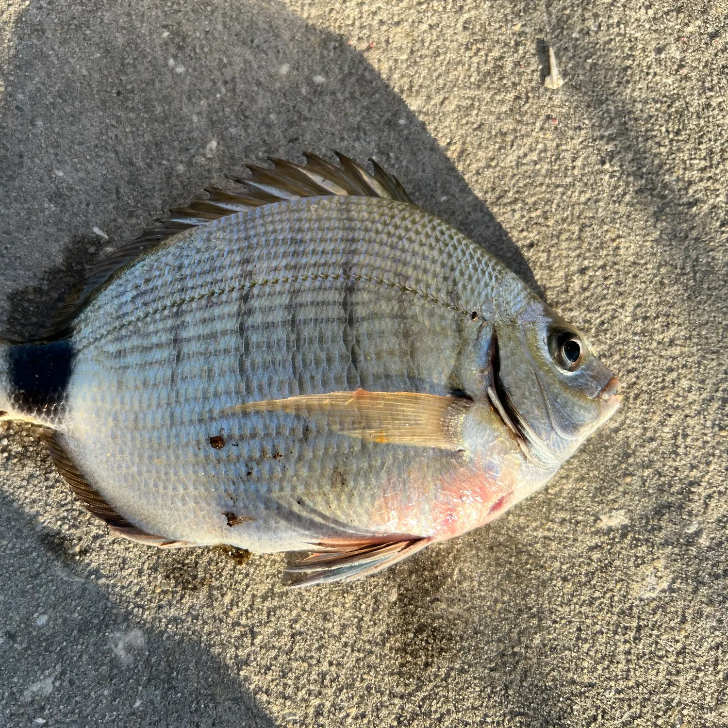 The most recent Spottail seabream catches on Fishbrain