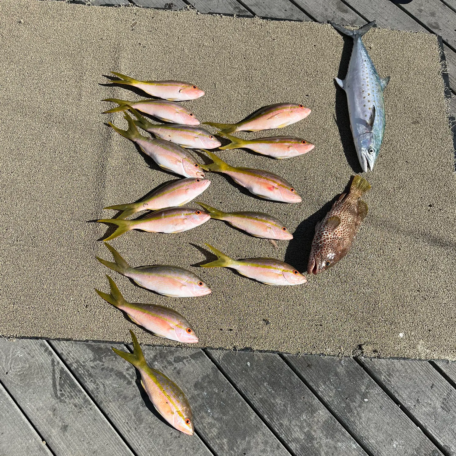 recently logged catches