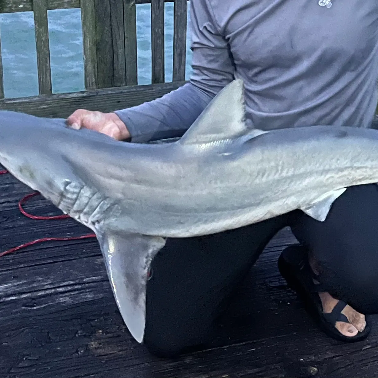 The most recent Finetooth shark catches on Fishbrain