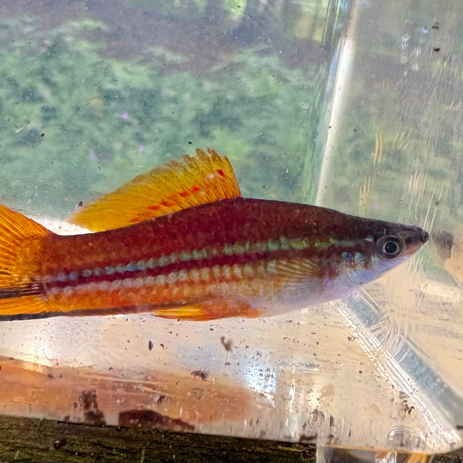 Green swordtail caught on Fishbrain