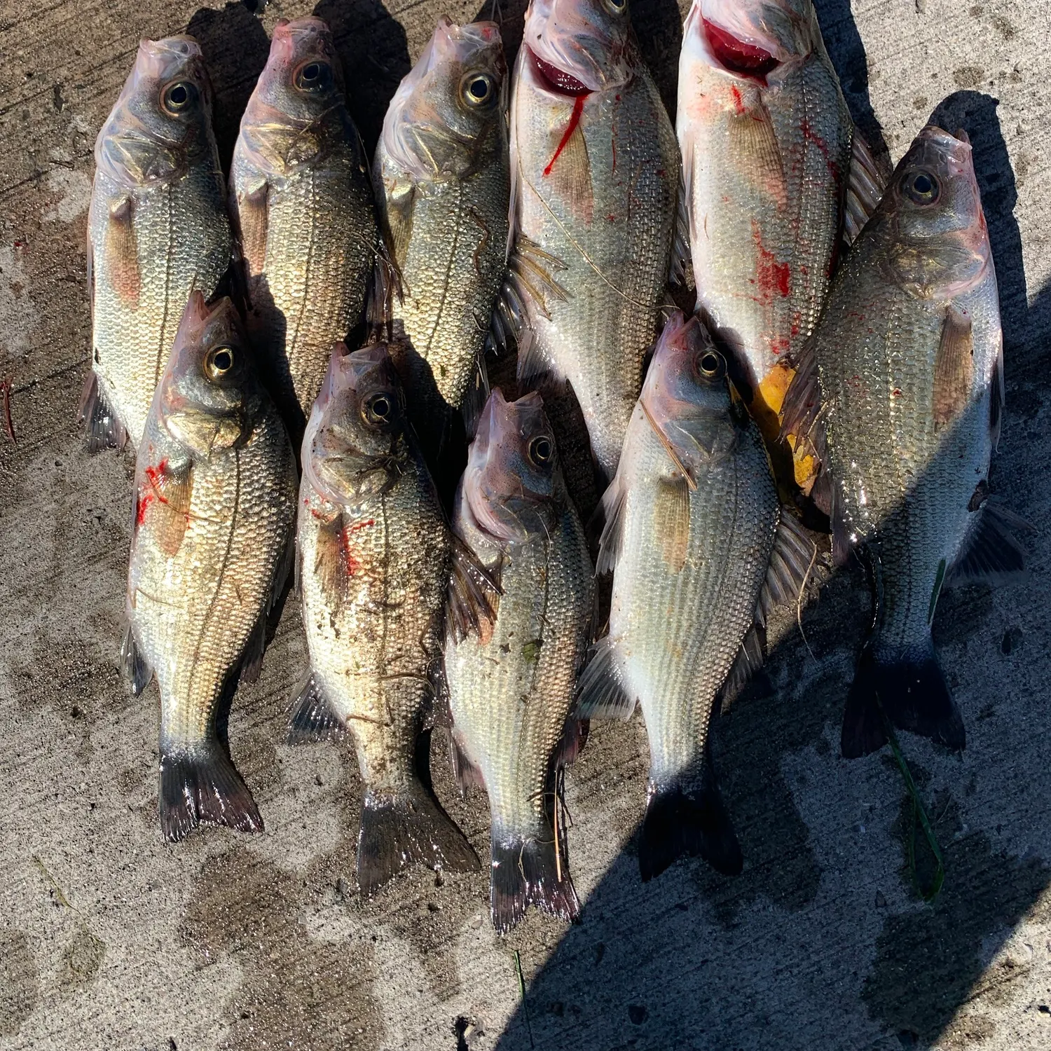 White perch caught on Fishbrain