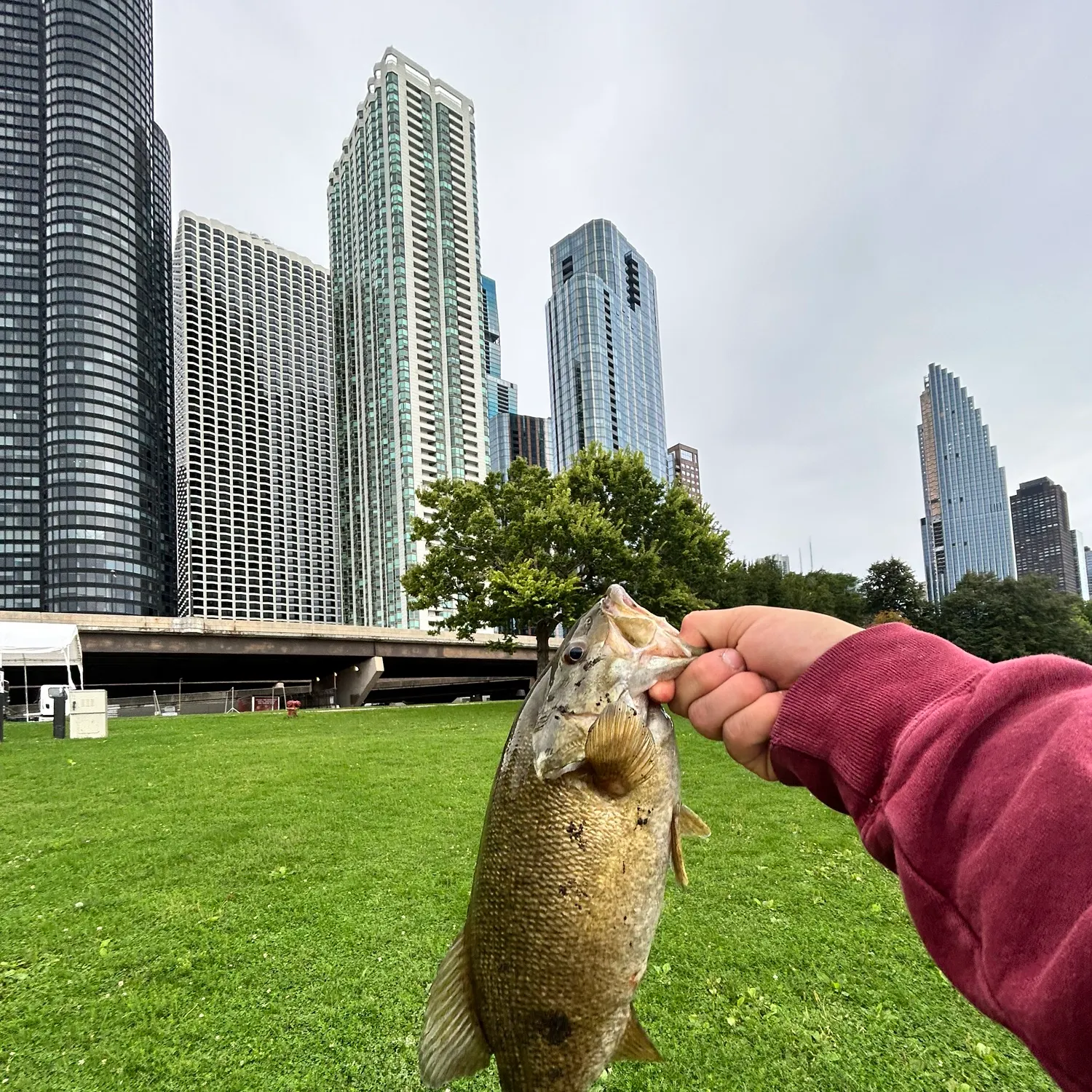Smallmouth bass caught on Fishbrain