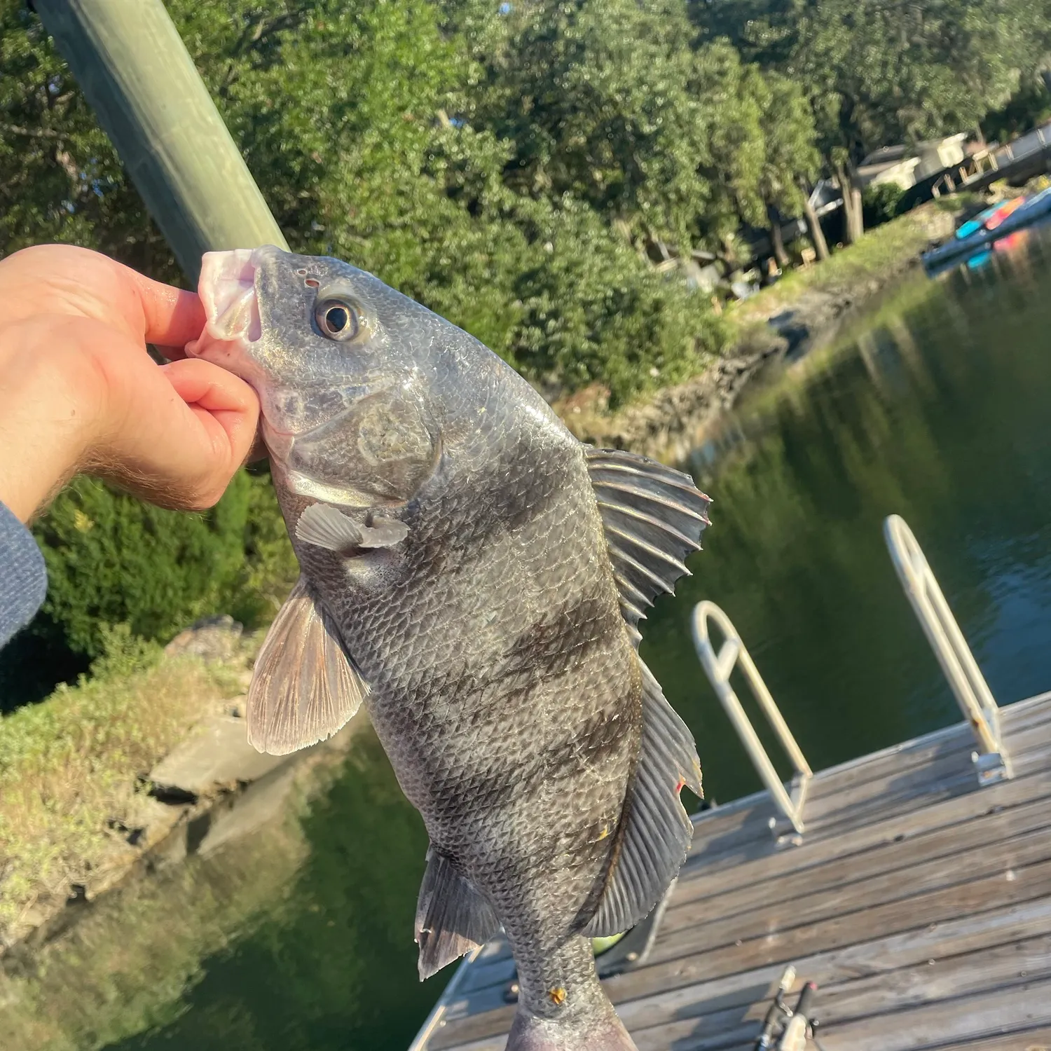 Black drum caught on Fishbrain