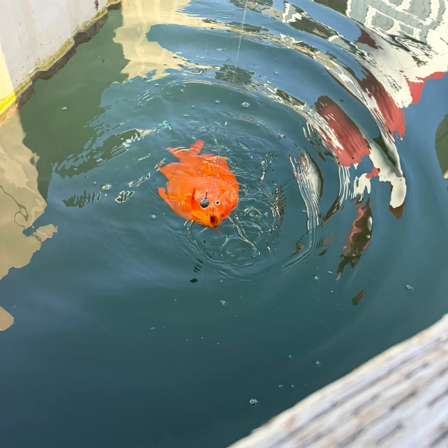 The most recent Garibaldi damselfish catches on Fishbrain