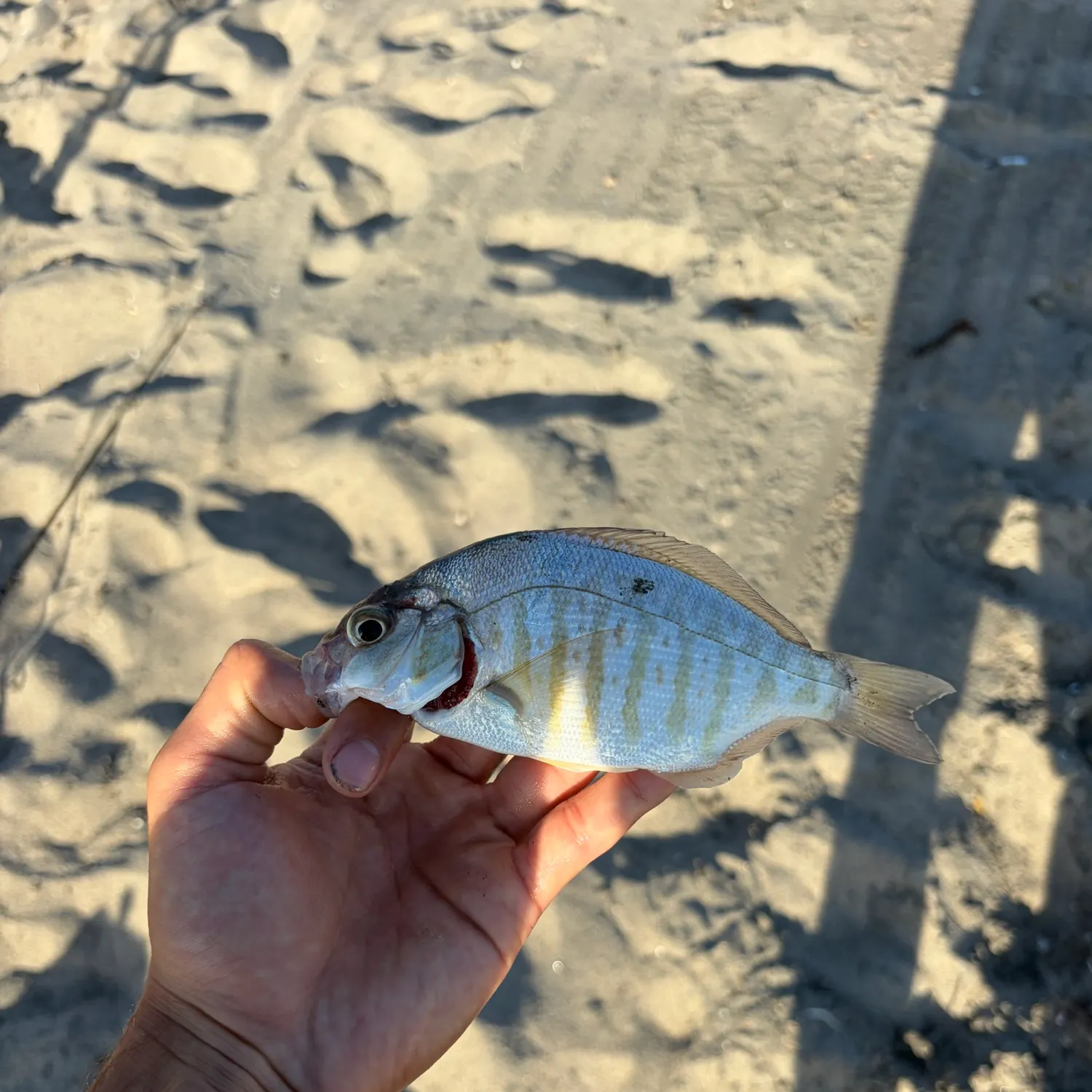 The most recent Barred surfperch catches on Fishbrain