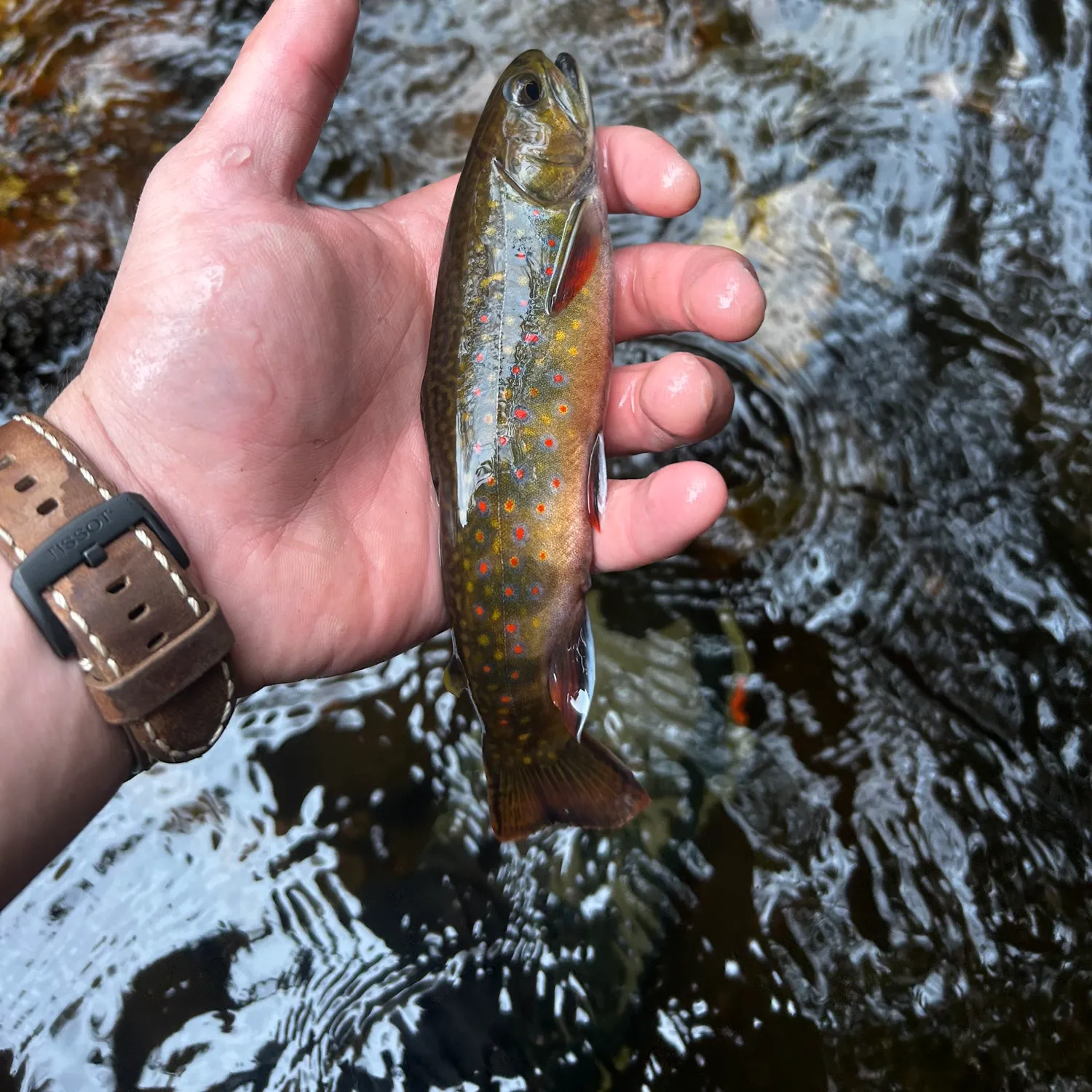 Brook trout caught on Fishbrain