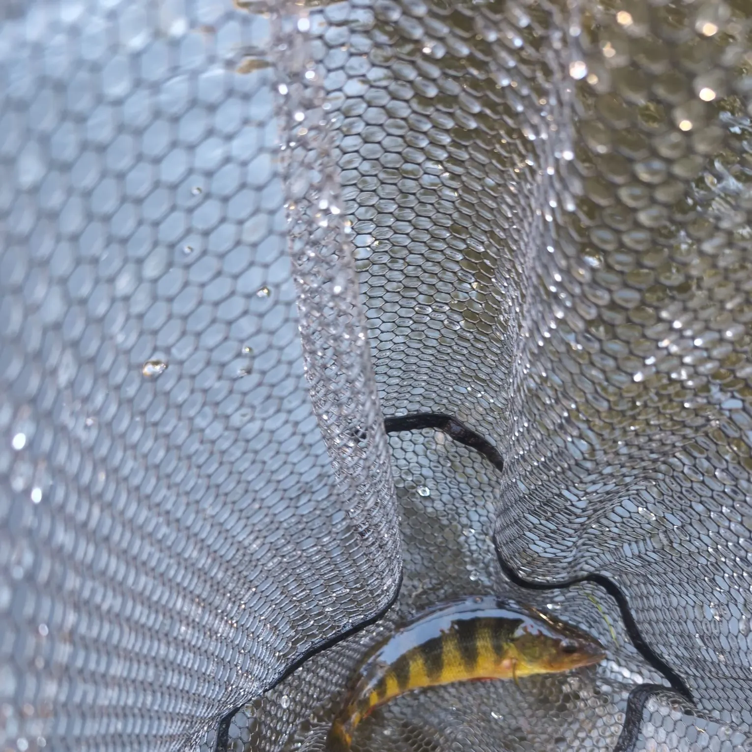 Yellow perch caught on Fishbrain