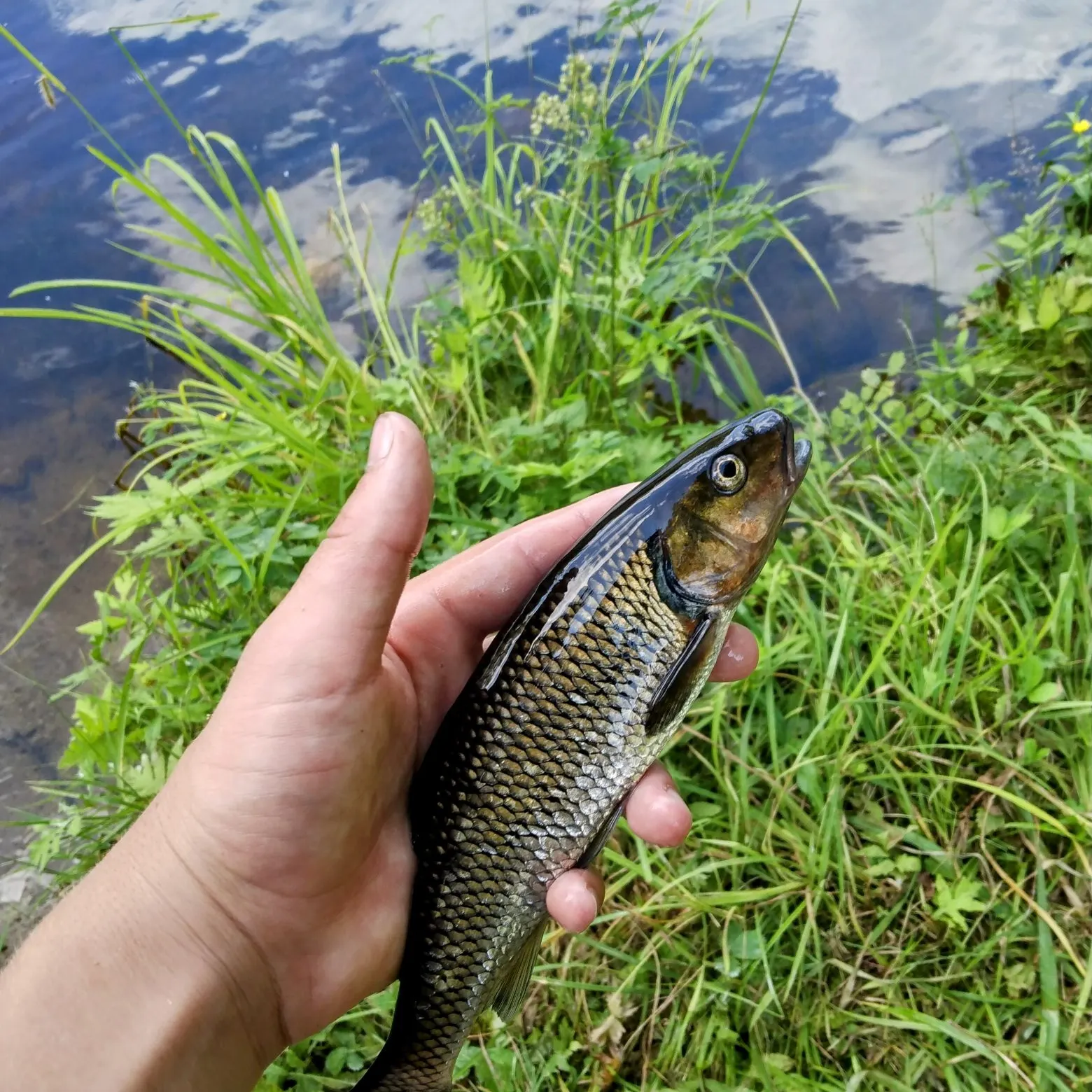 The most recent Fallfish catches on Fishbrain