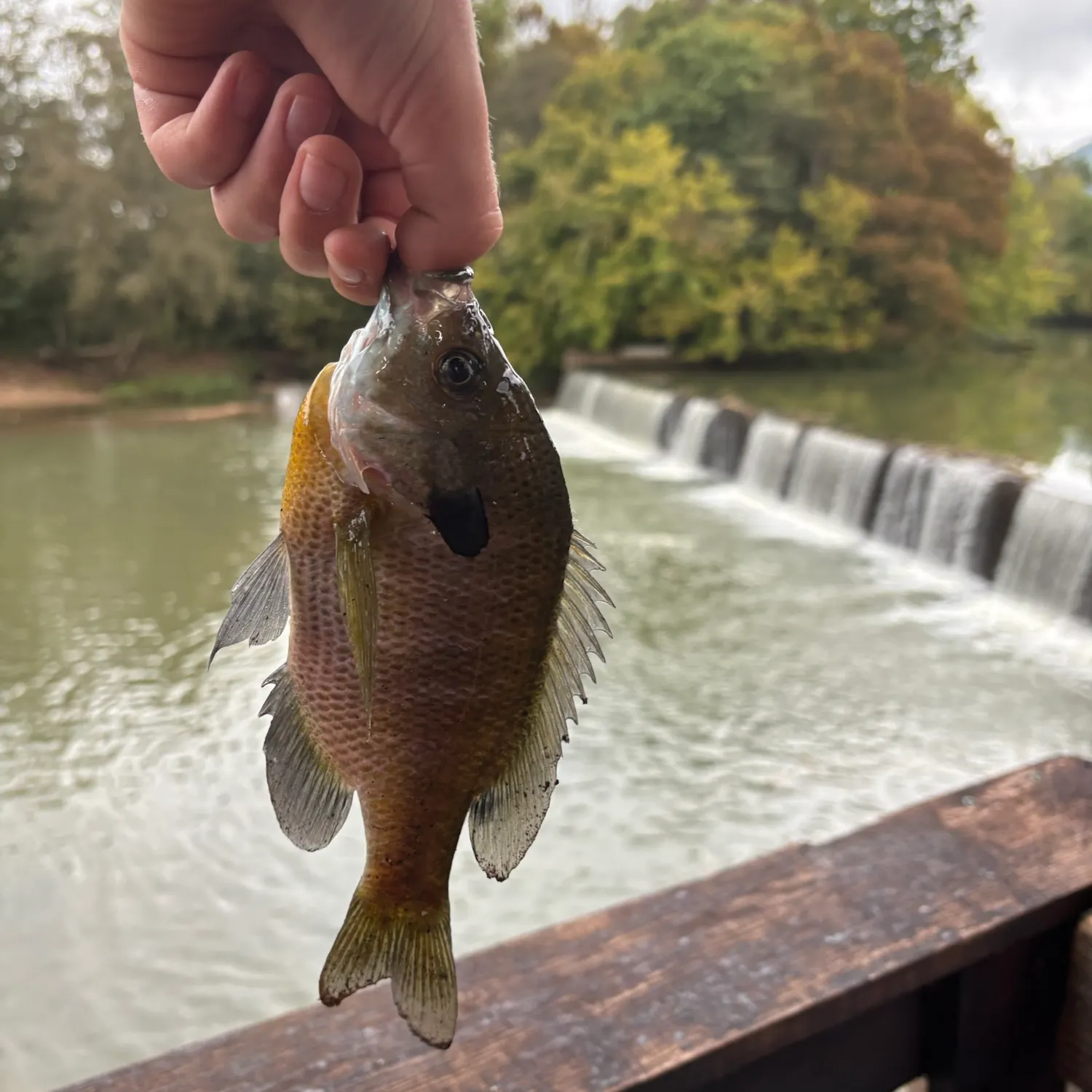 Bluegill caught on Fishbrain