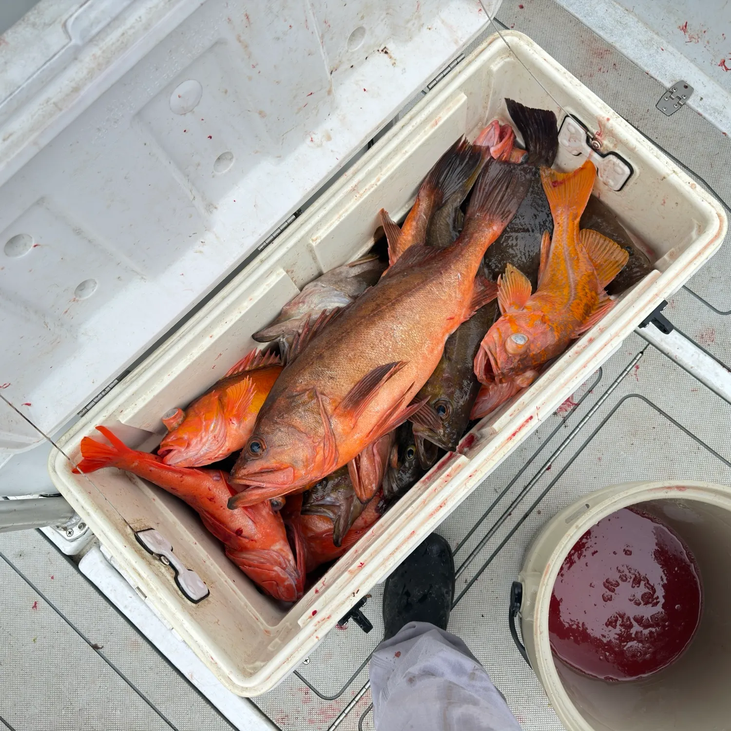 The most recent Bocaccio rockfish catches on Fishbrain