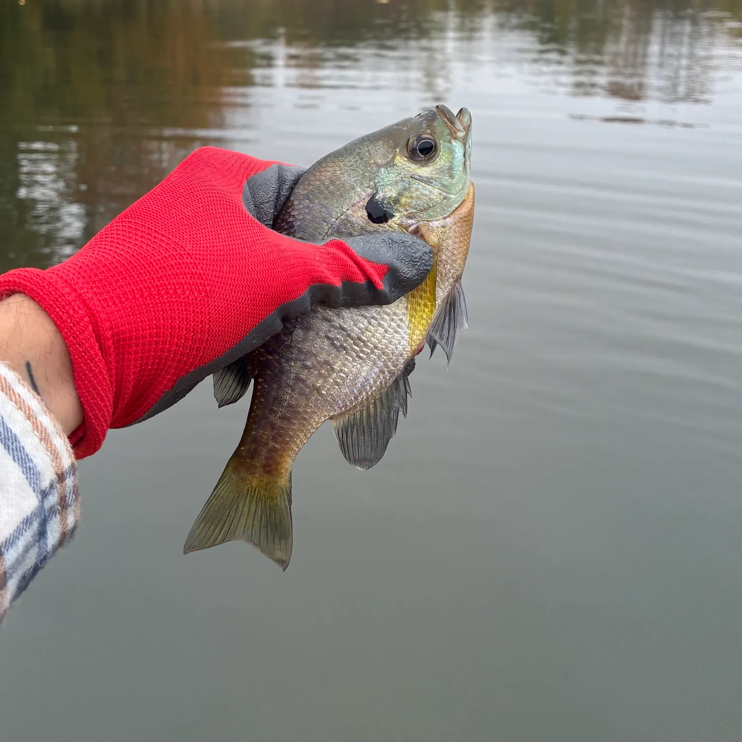 Bluegill caught on Fishbrain