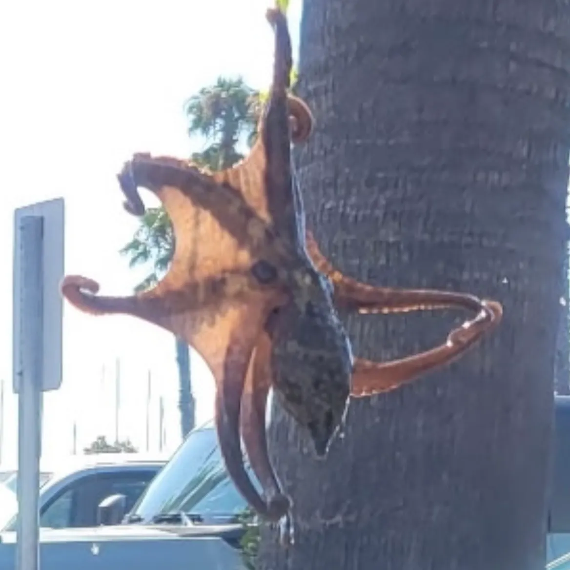 The most recent California two-spot octopus catches on Fishbrain