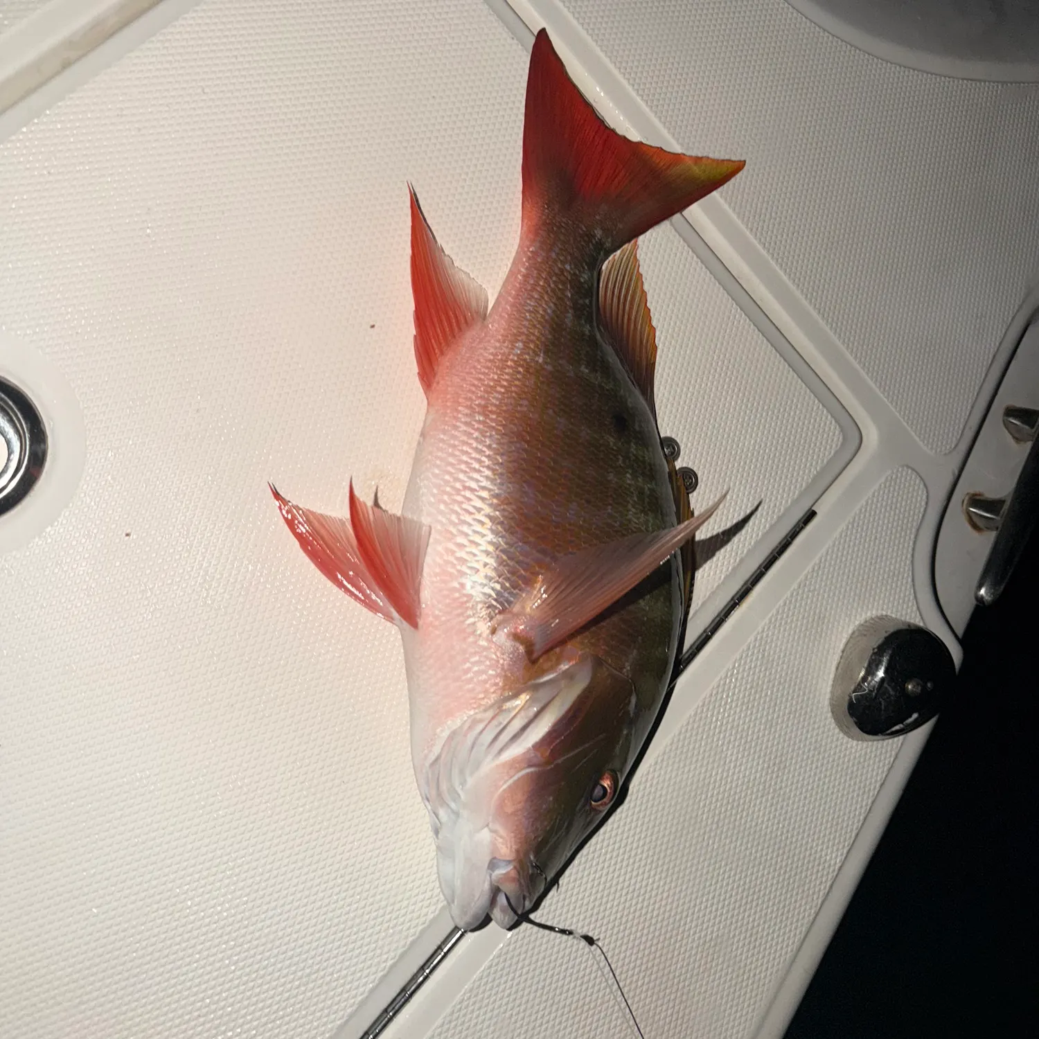 Mutton snapper caught on Fishbrain