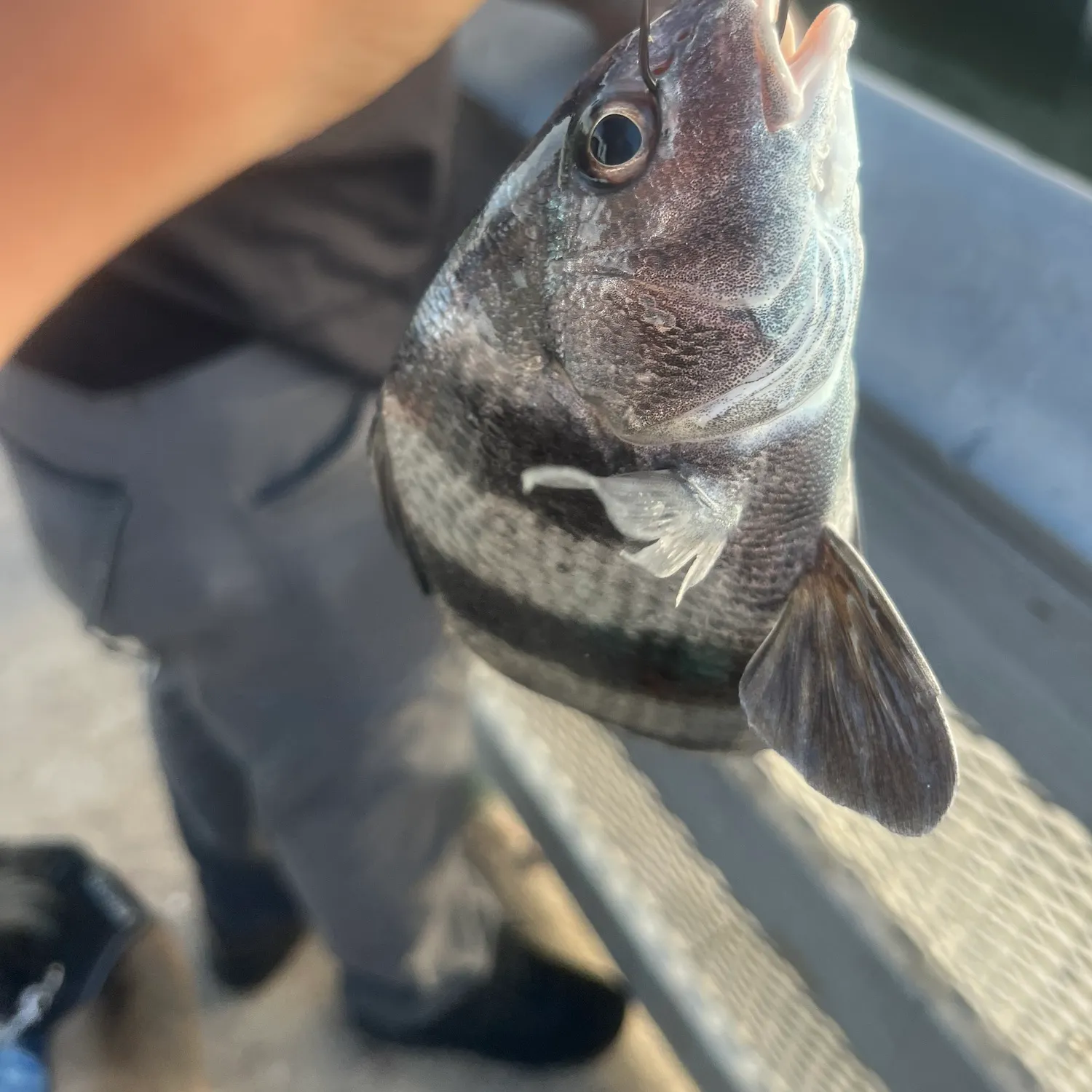 Black drum caught on Fishbrain