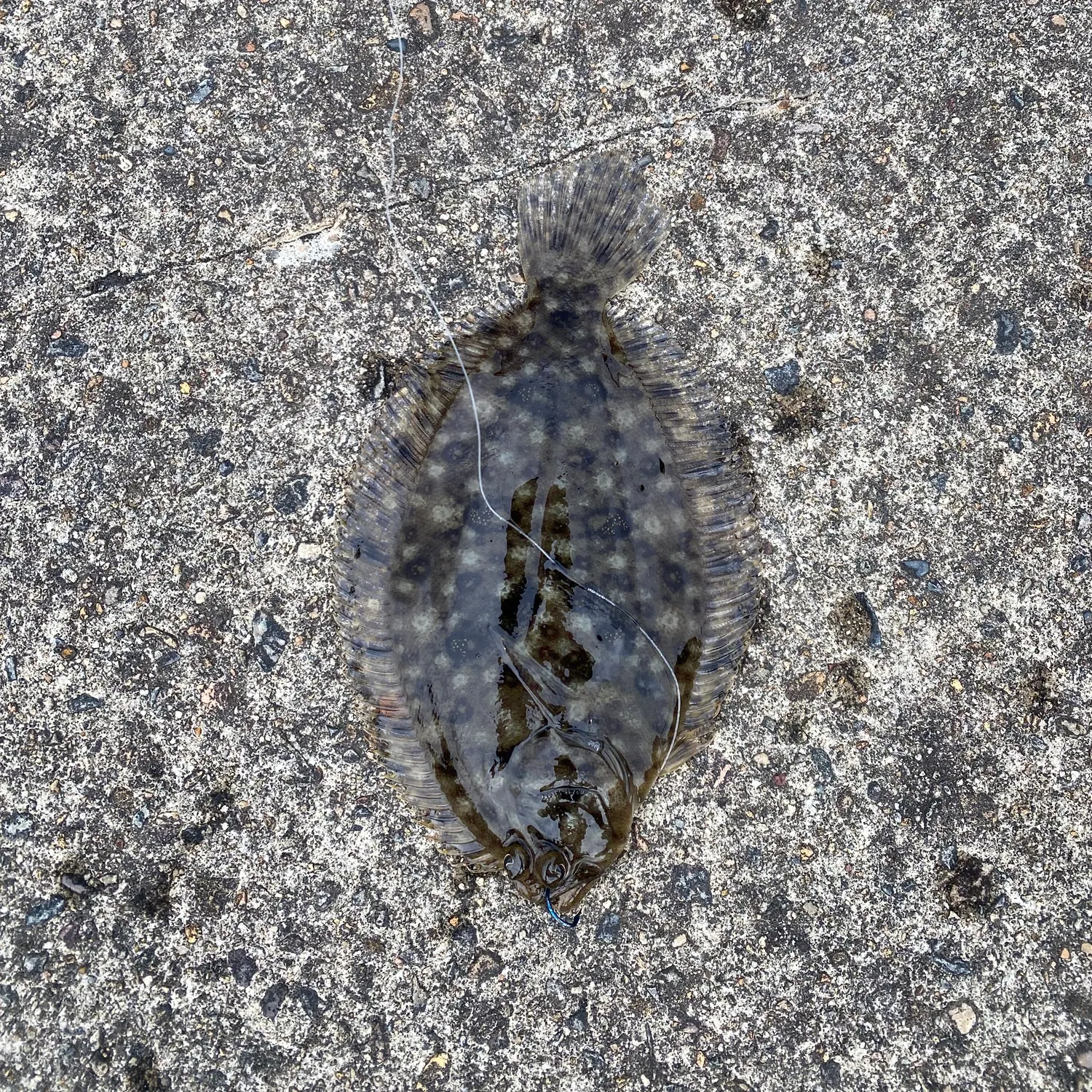 The most recent Gulf flounder catches on Fishbrain