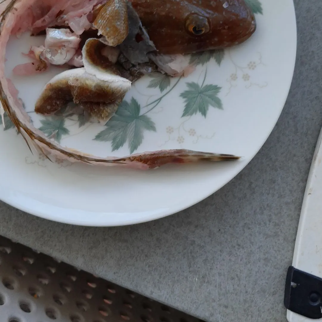 The most recent Bartail flathead catches on Fishbrain