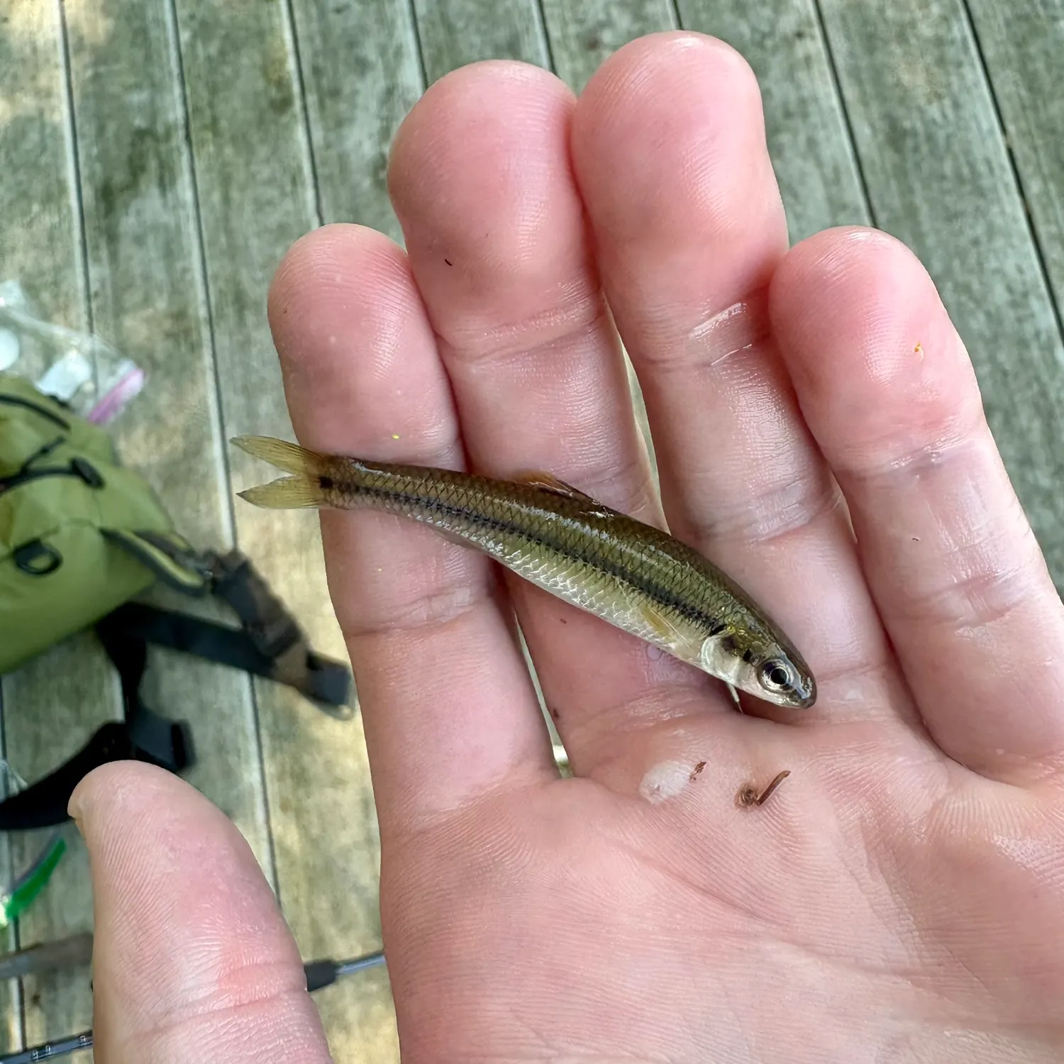 The most recent Spottail shiner catches on Fishbrain