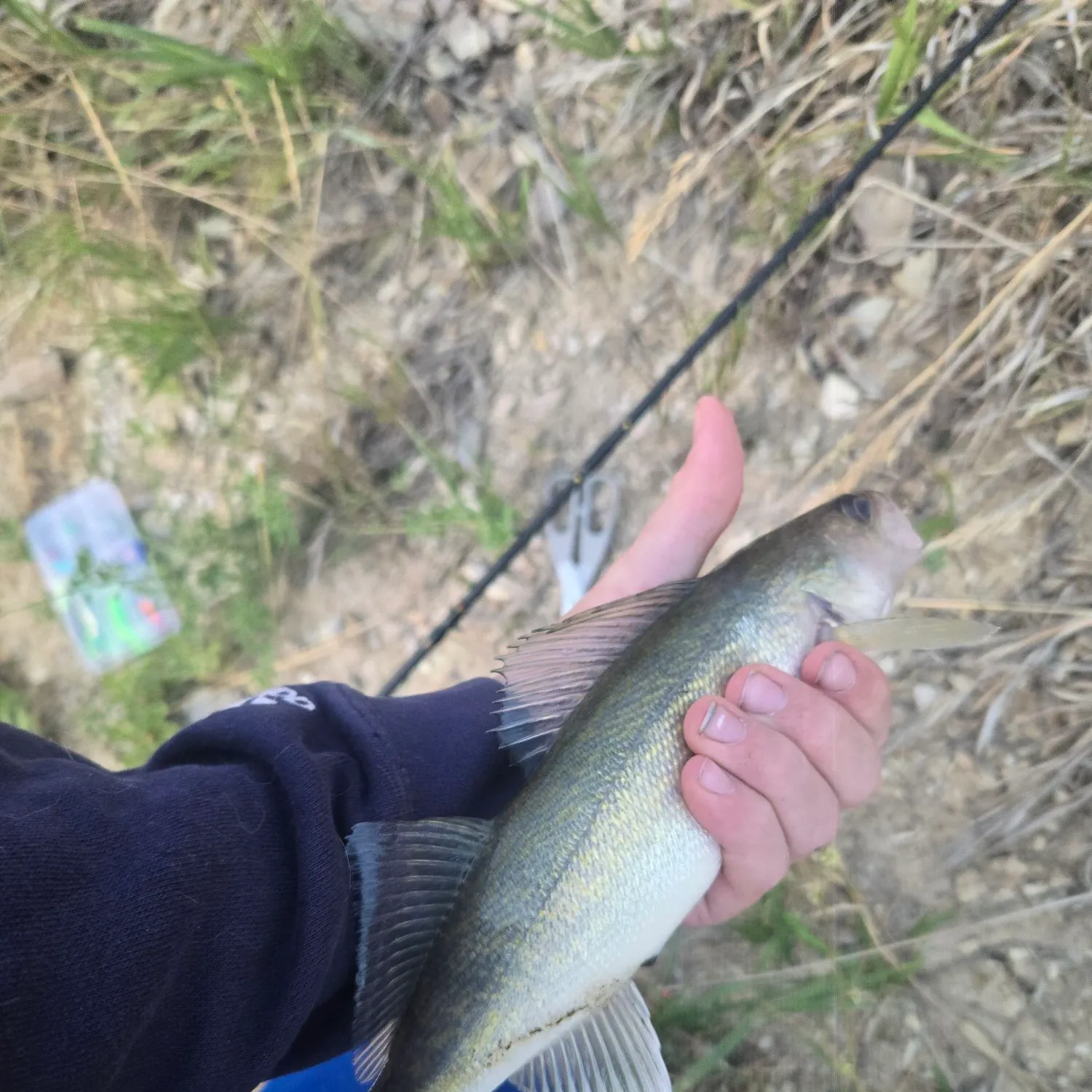 Walleye caught on Fishbrain