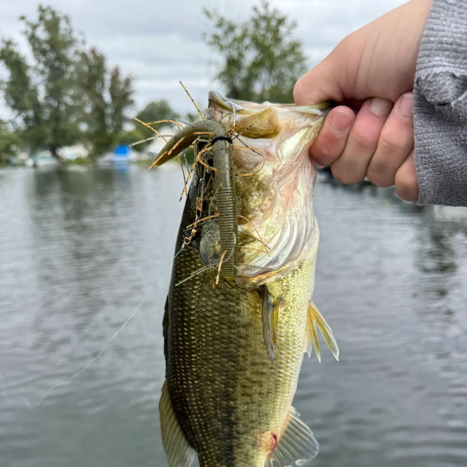 Largemouth bass caught on Fishbrain