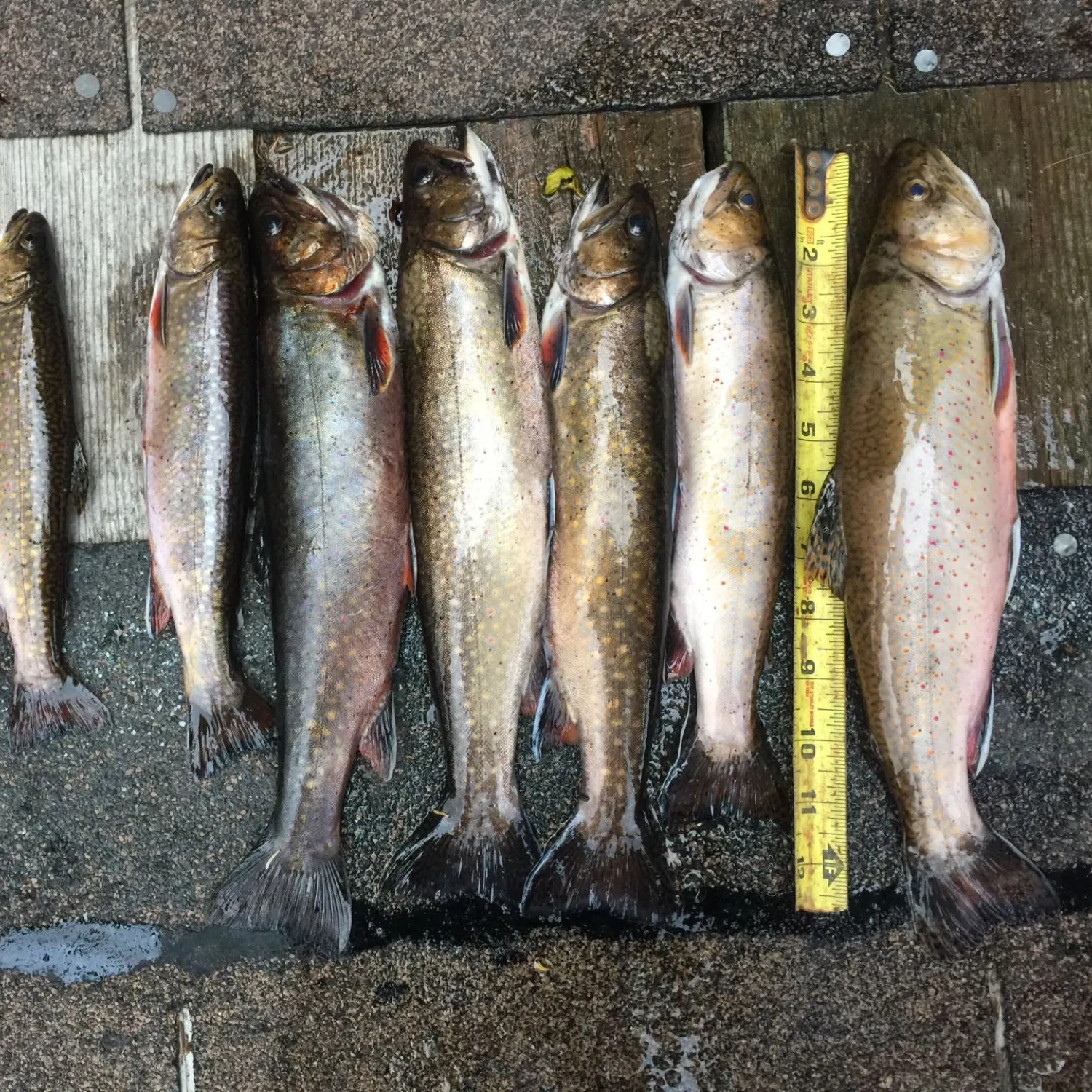 recently logged catches