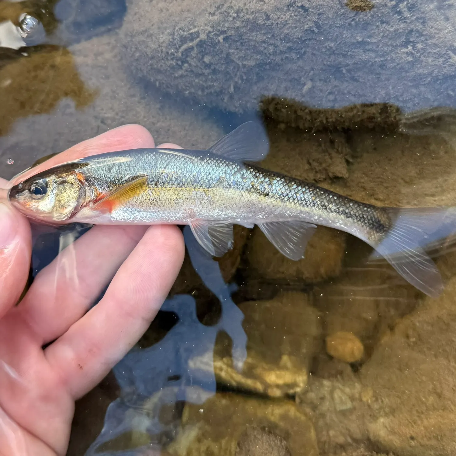 The most recent Lake chub catches on Fishbrain