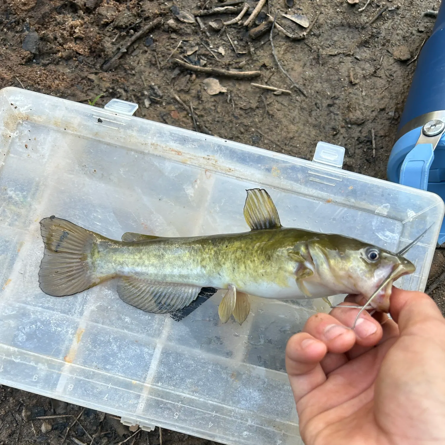 Brown bullhead caught on Fishbrain