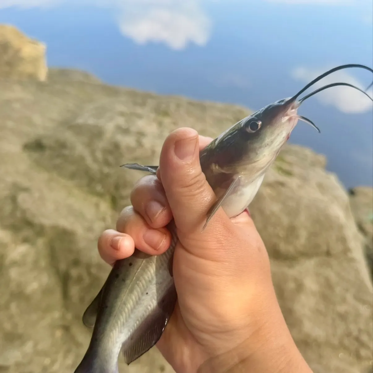 Channel catfish caught on Fishbrain