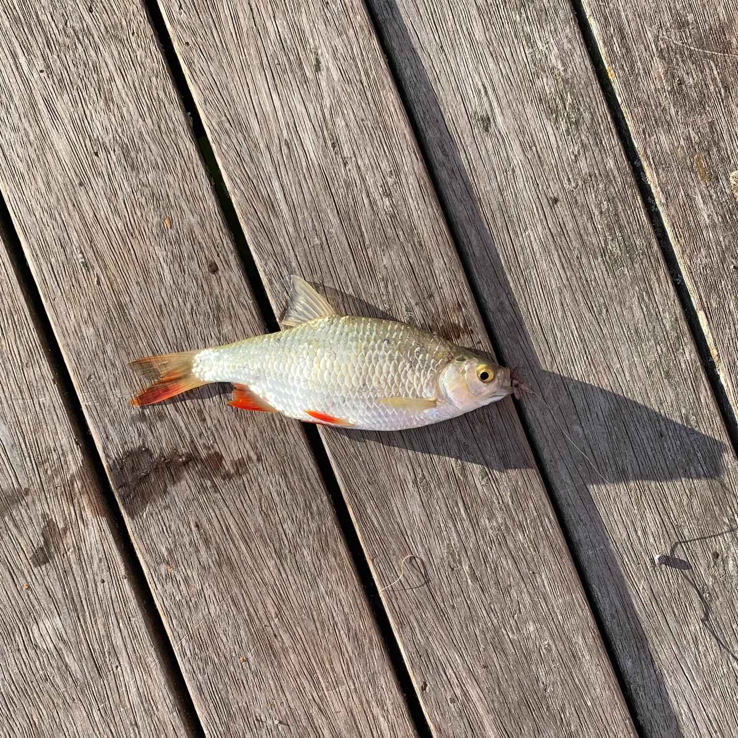 Common rudd caught on Fishbrain