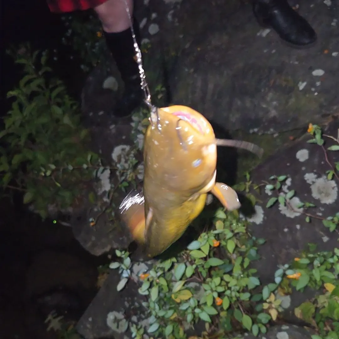 Yellow bullhead caught on Fishbrain