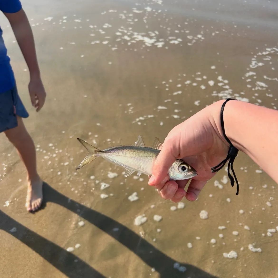 King mackerel caught on Fishbrain