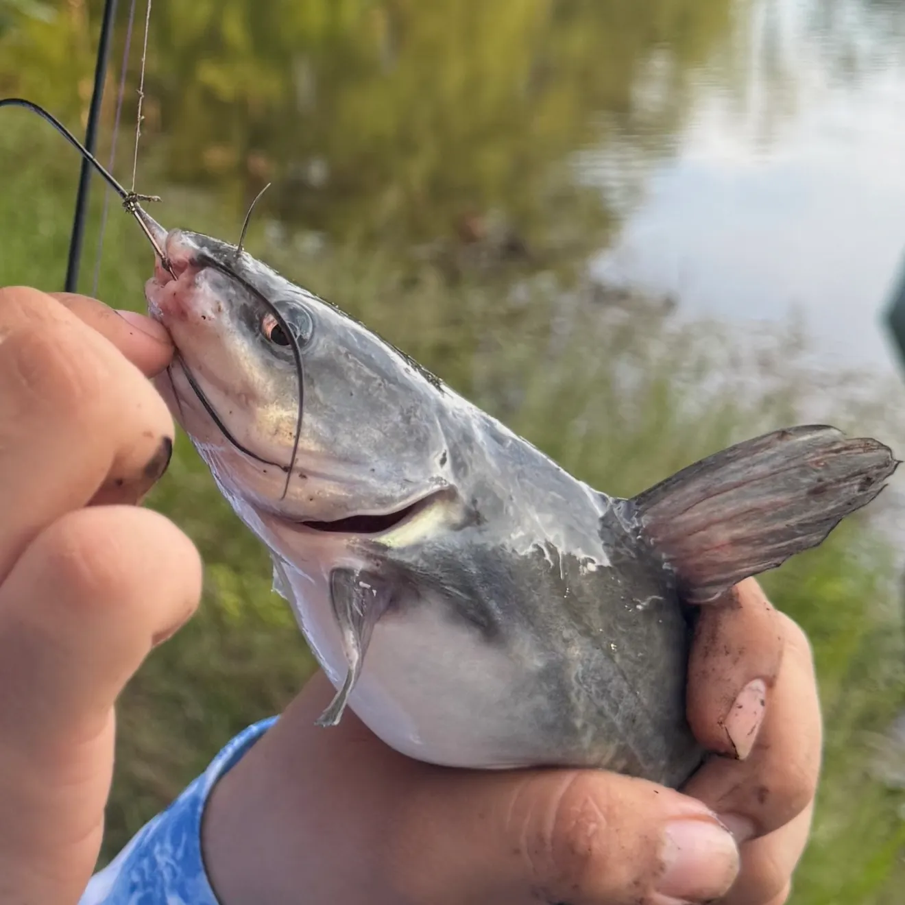 The most recent White bullhead catches on Fishbrain