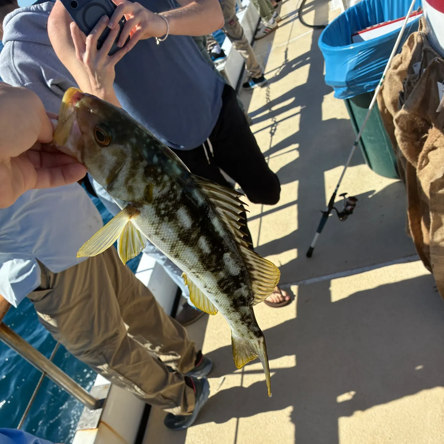 Kelp bass caught on Fishbrain