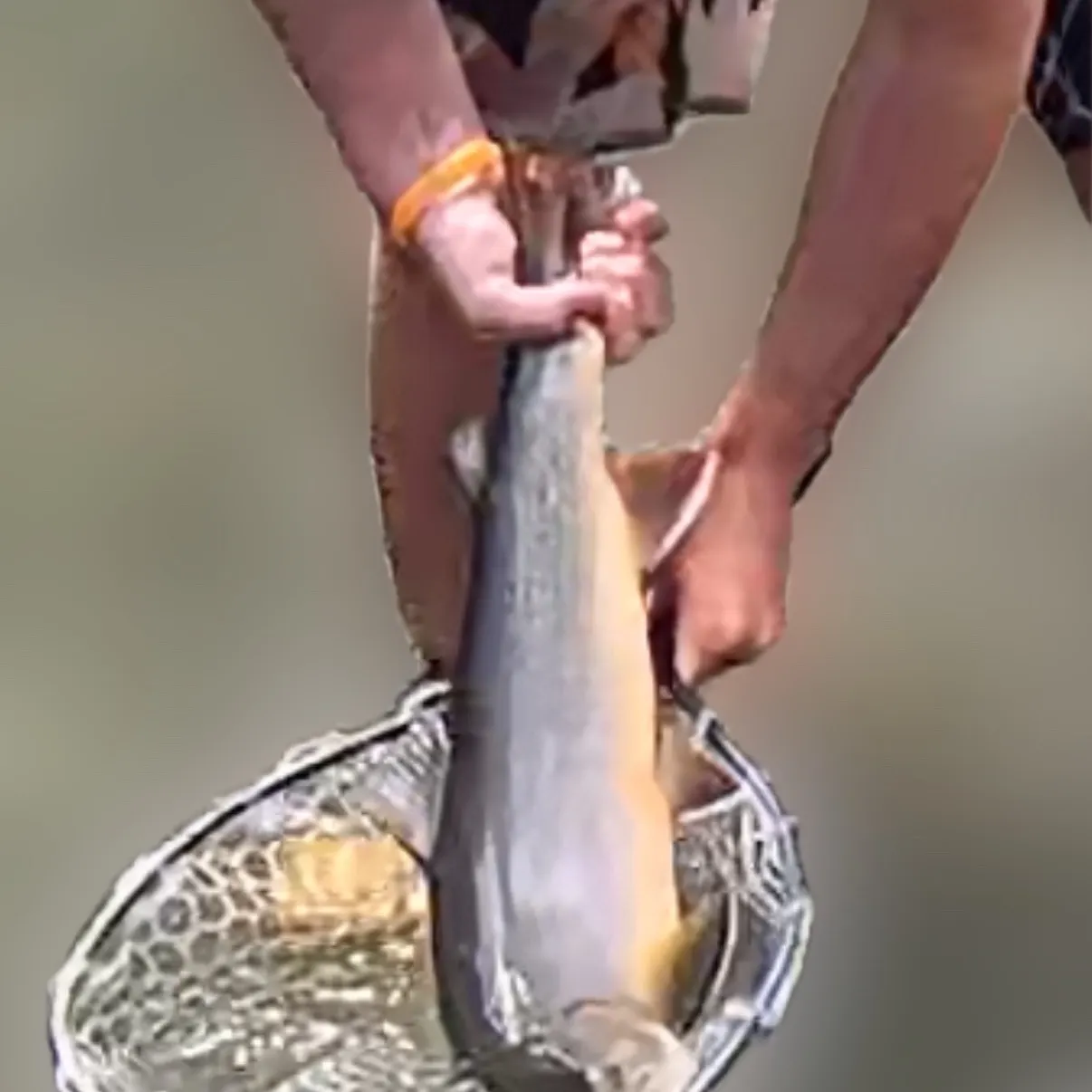 The most recent Bull trout catches on Fishbrain