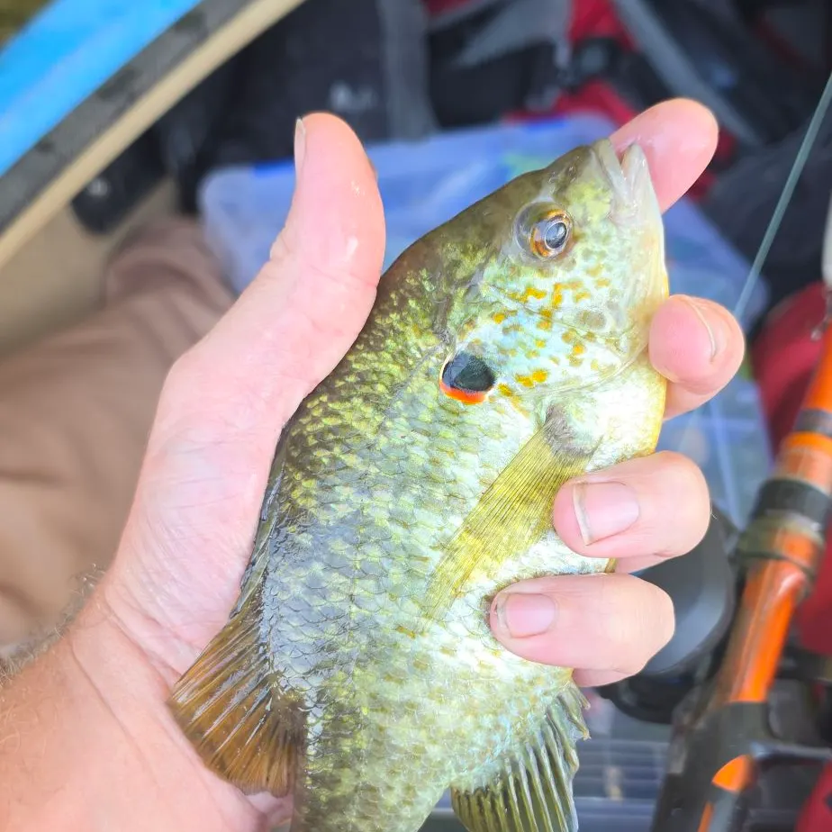Redear sunfish caught on Fishbrain