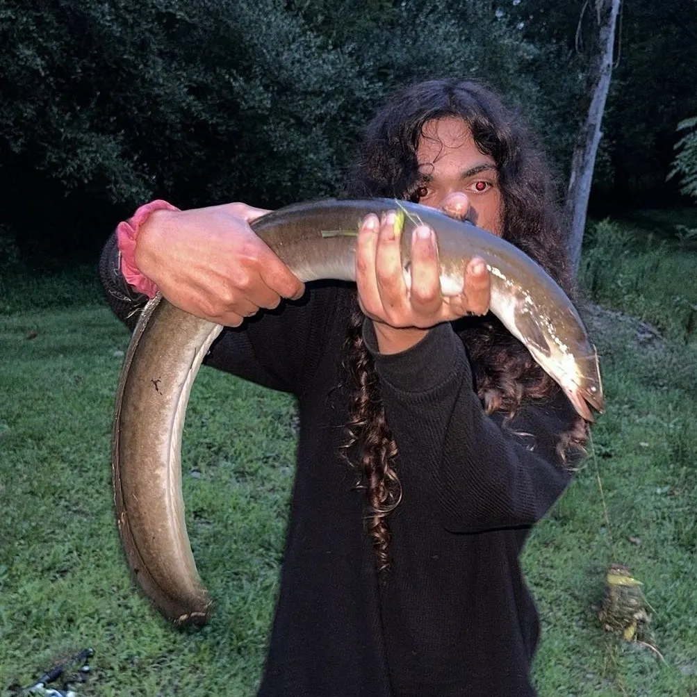 American eel caught on Fishbrain