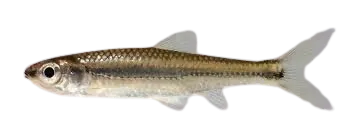 Bigeye shiner