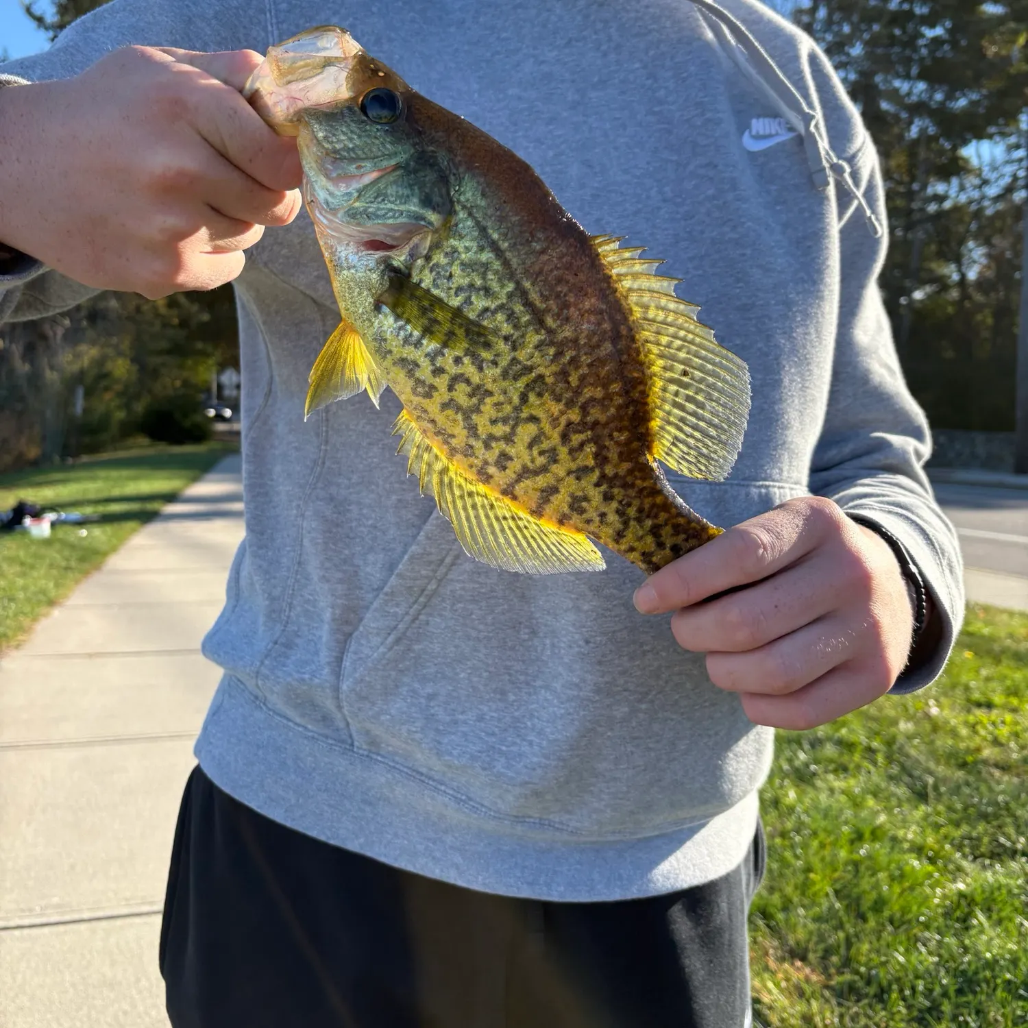 Black crappie caught on Fishbrain