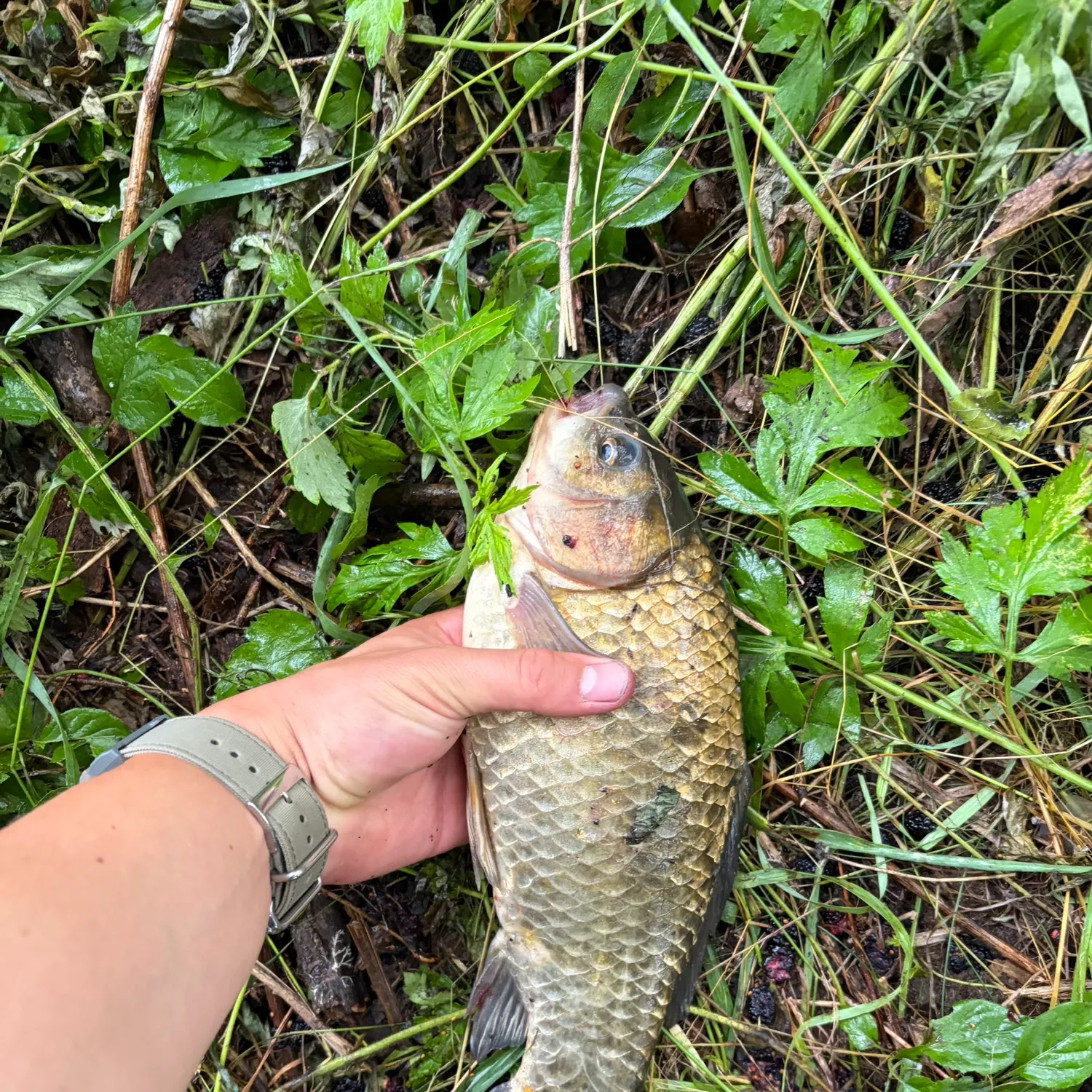 catch