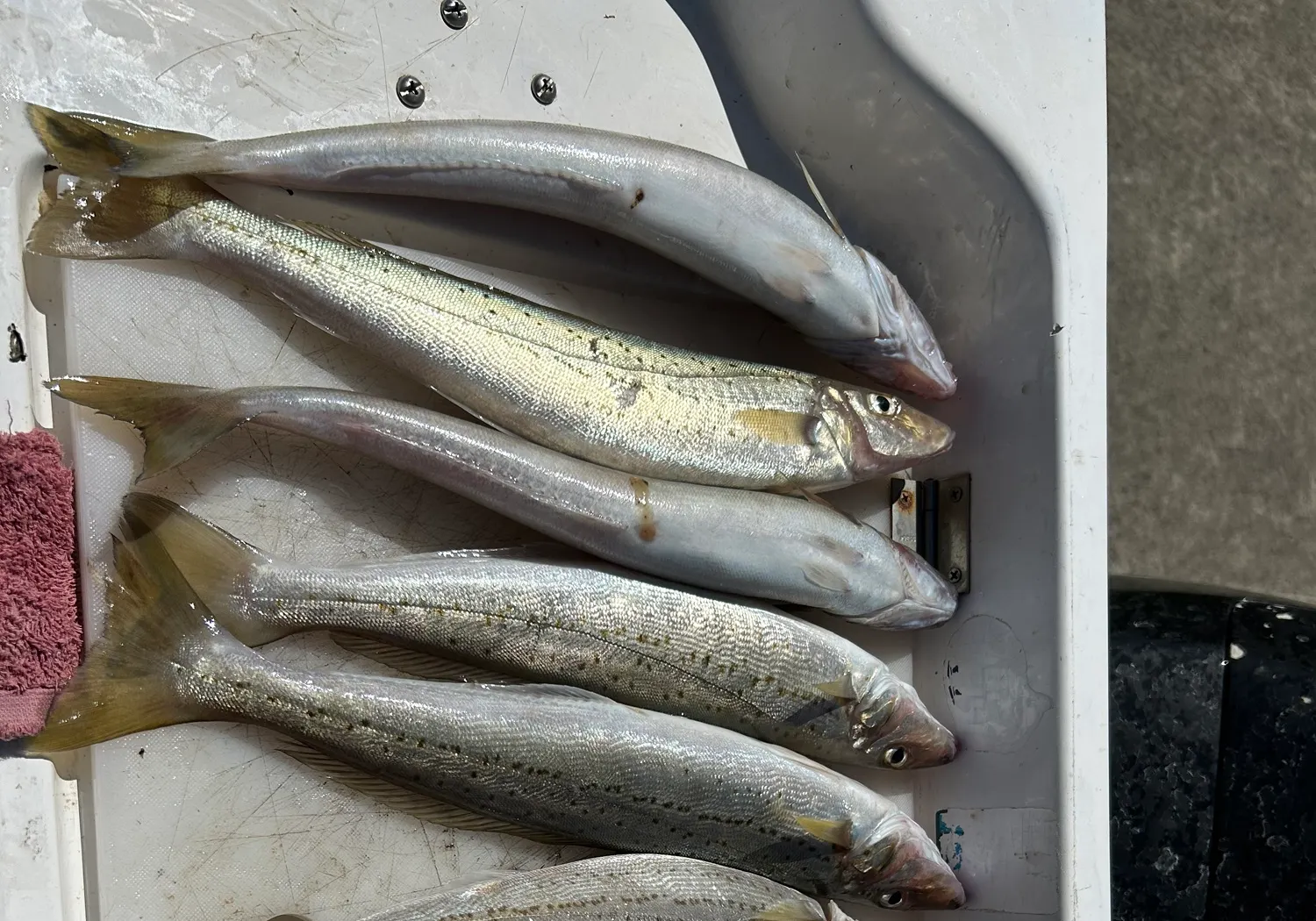 King George whiting