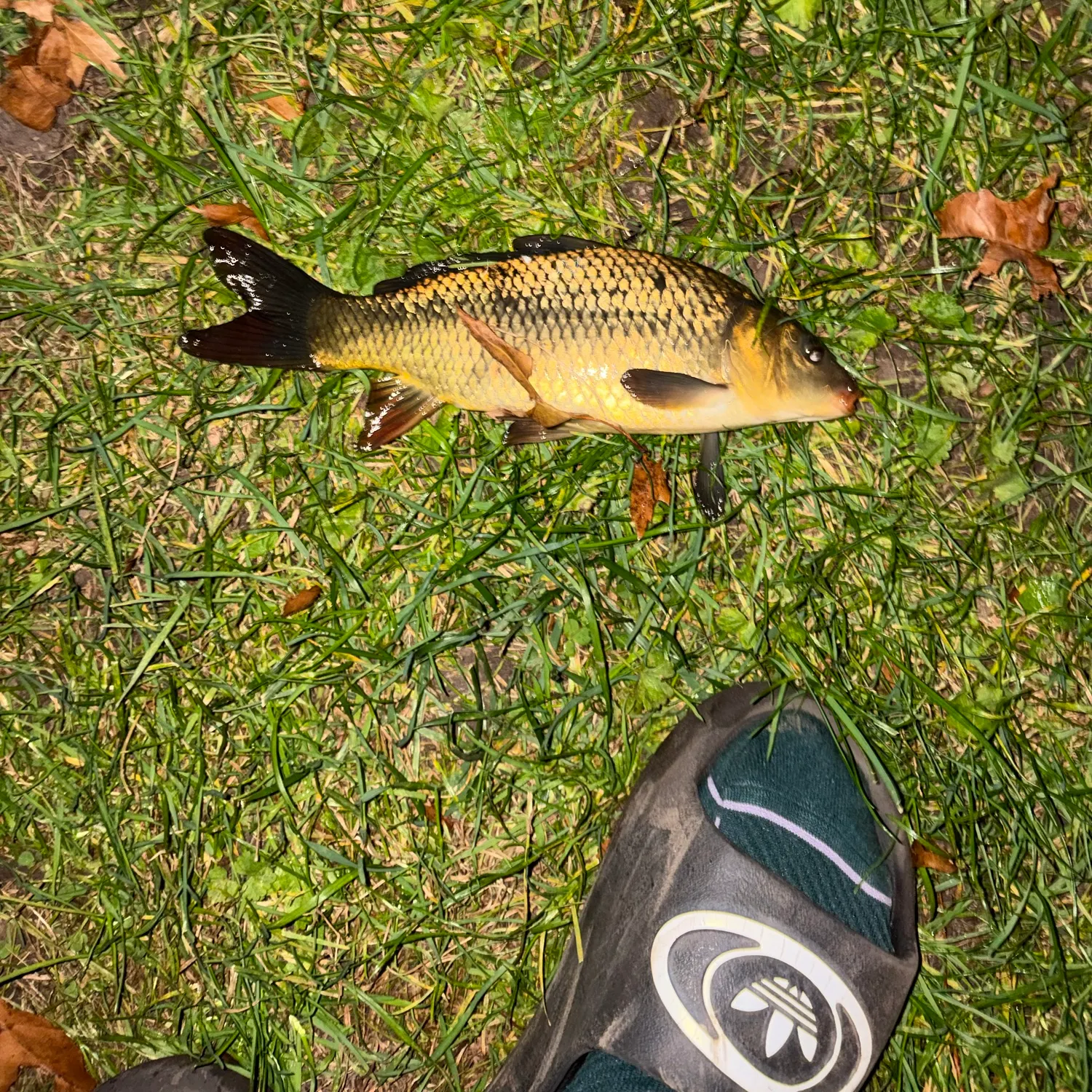 Common carp caught on Fishbrain