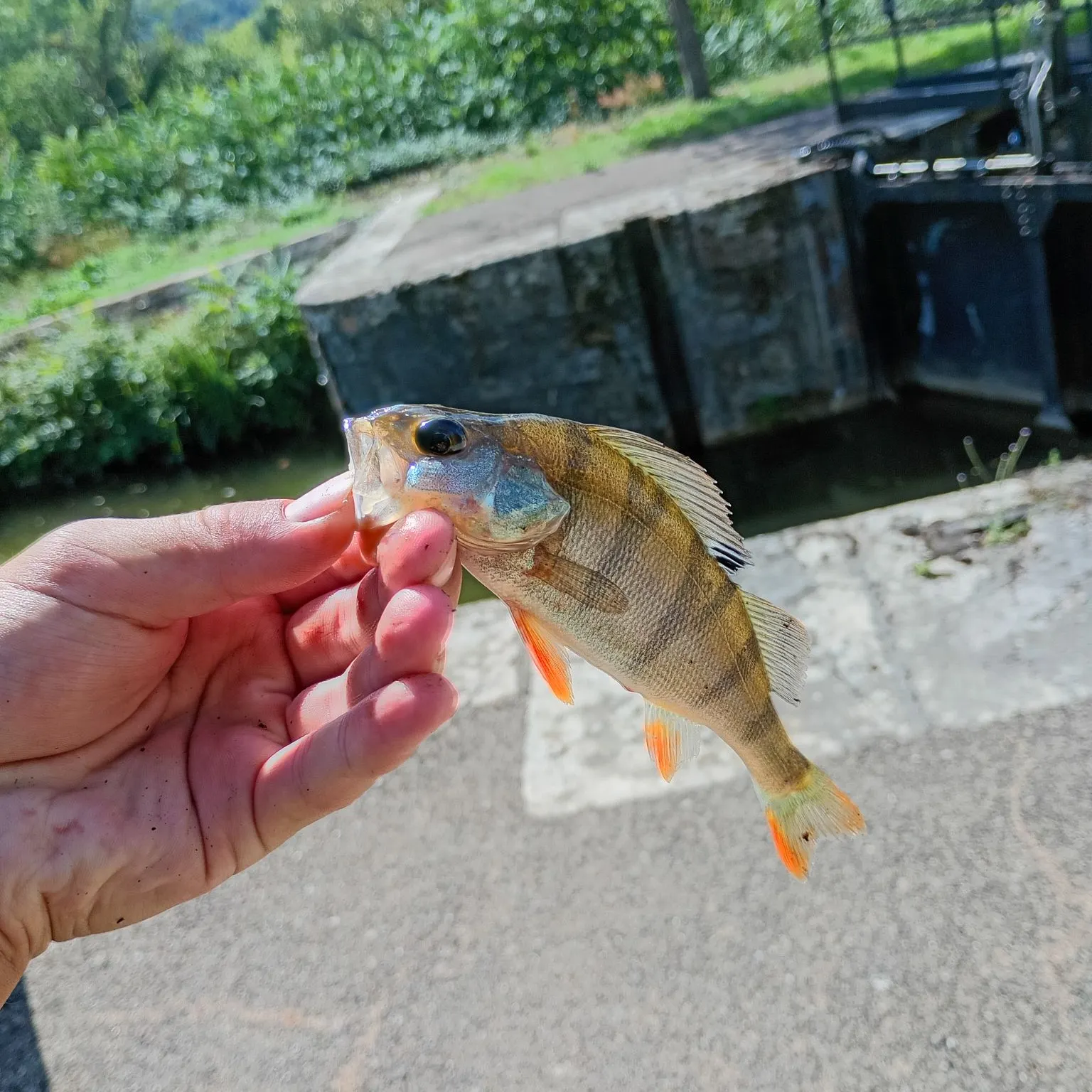 European perch caught on Fishbrain