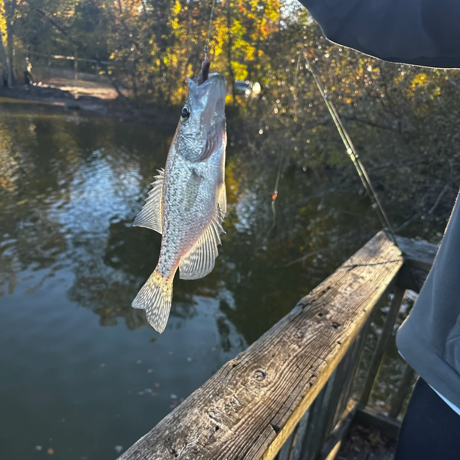 White crappie caught on Fishbrain