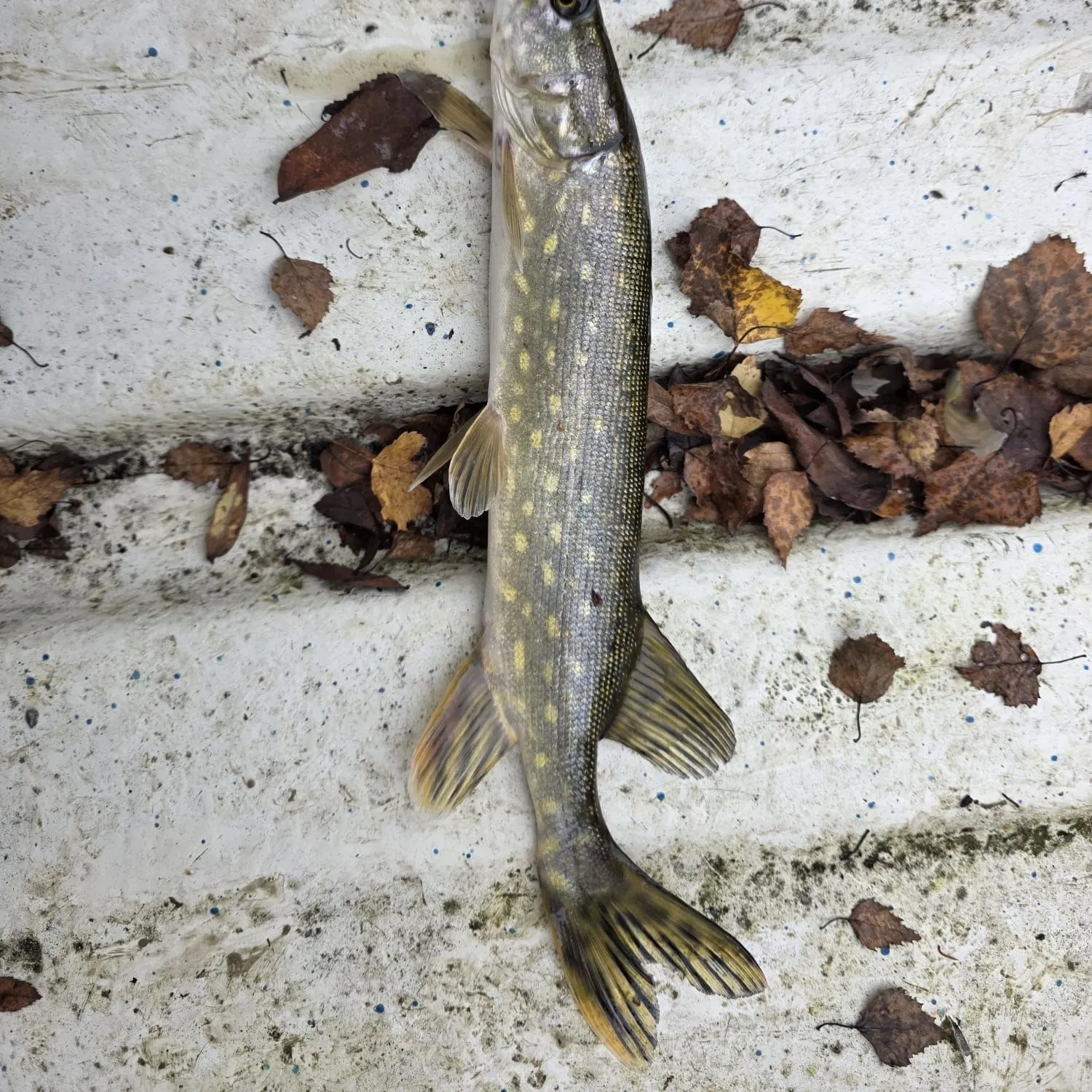 Northern pike caught on Fishbrain